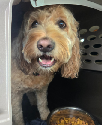 pawsport xpress dog 2