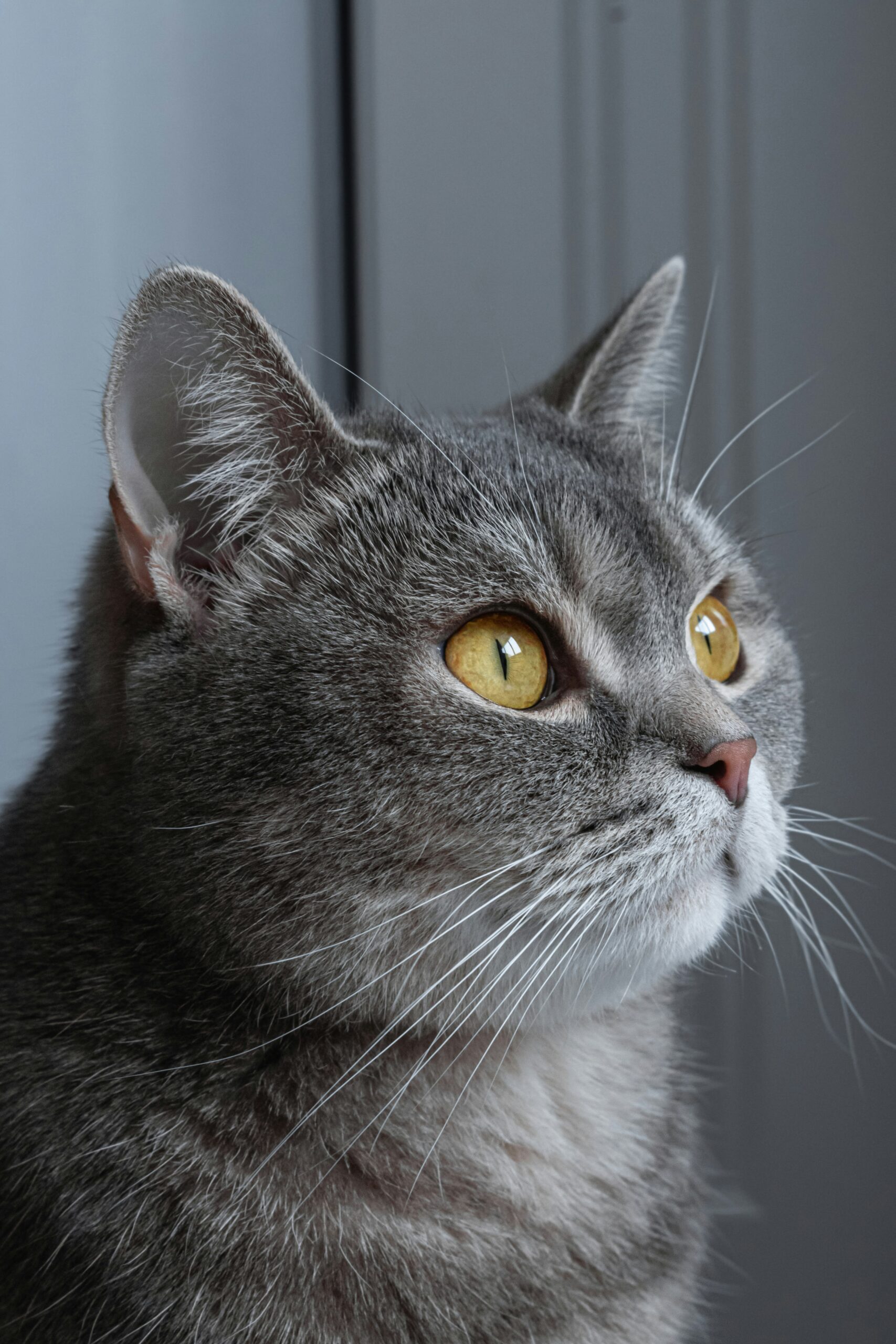 almas salakhov 85bcnvwgyly unsplash