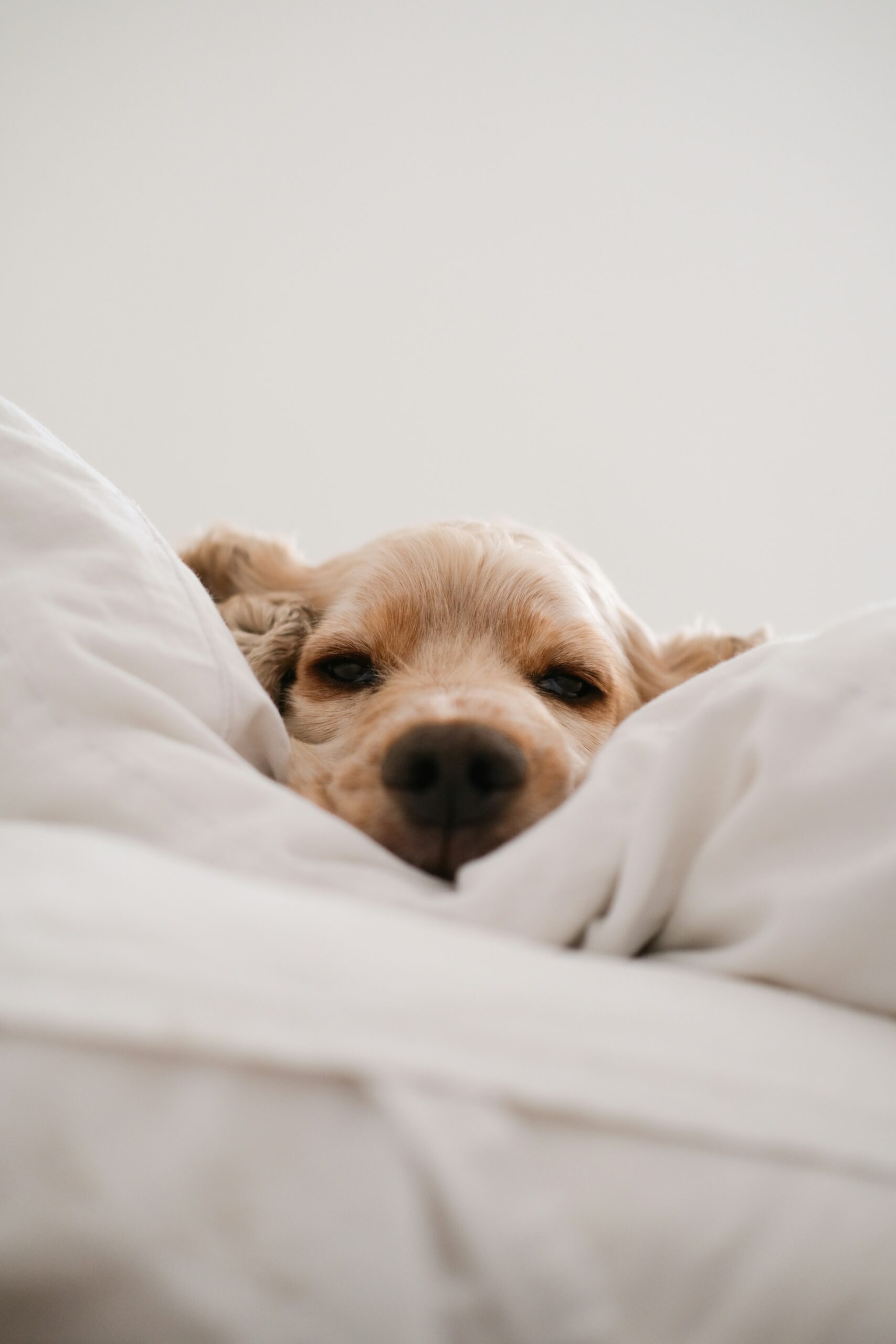 connor home 5tauz4ufedo unsplash