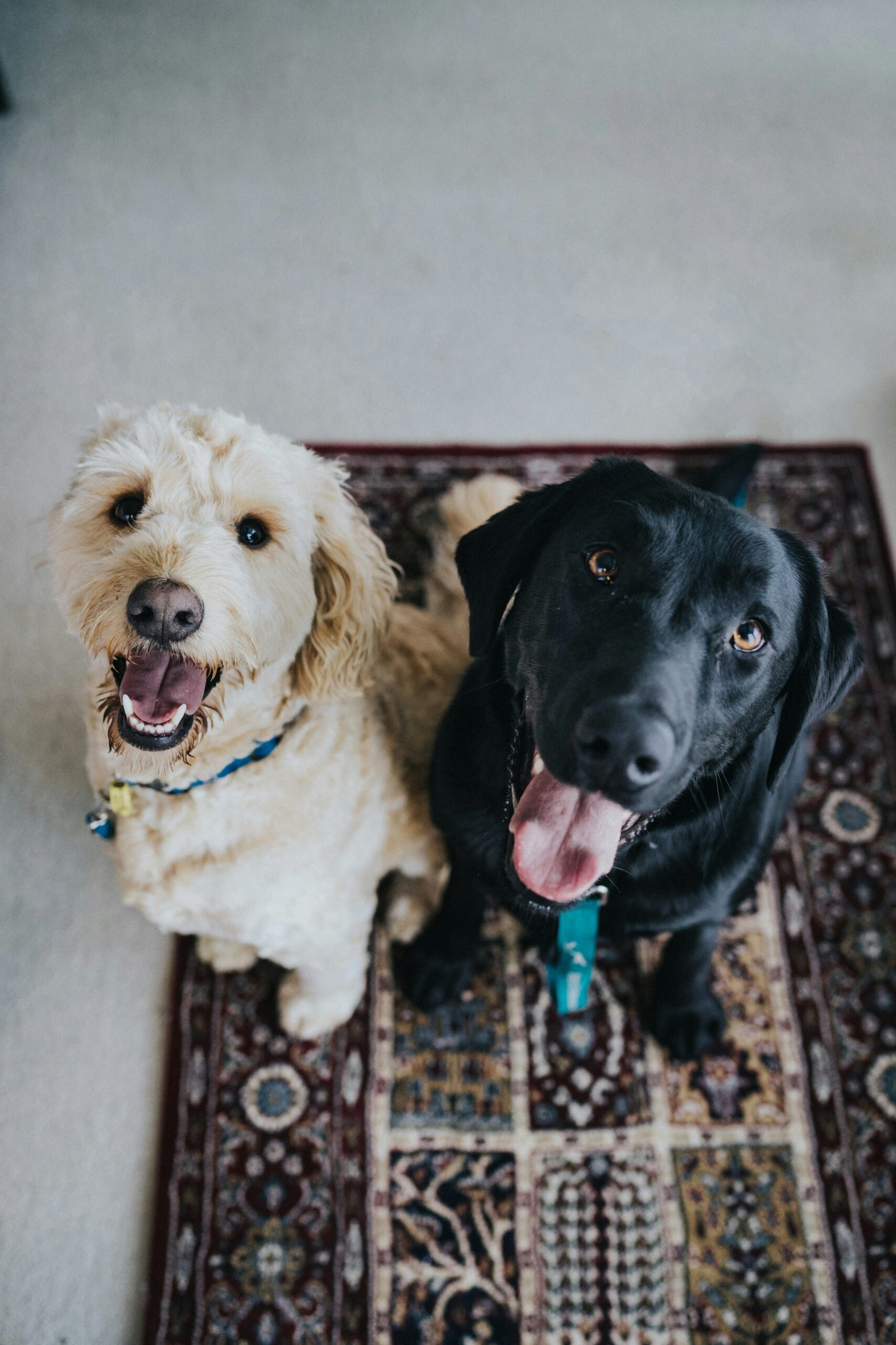 jay wennington cdk2eyhwfq0 unsplash