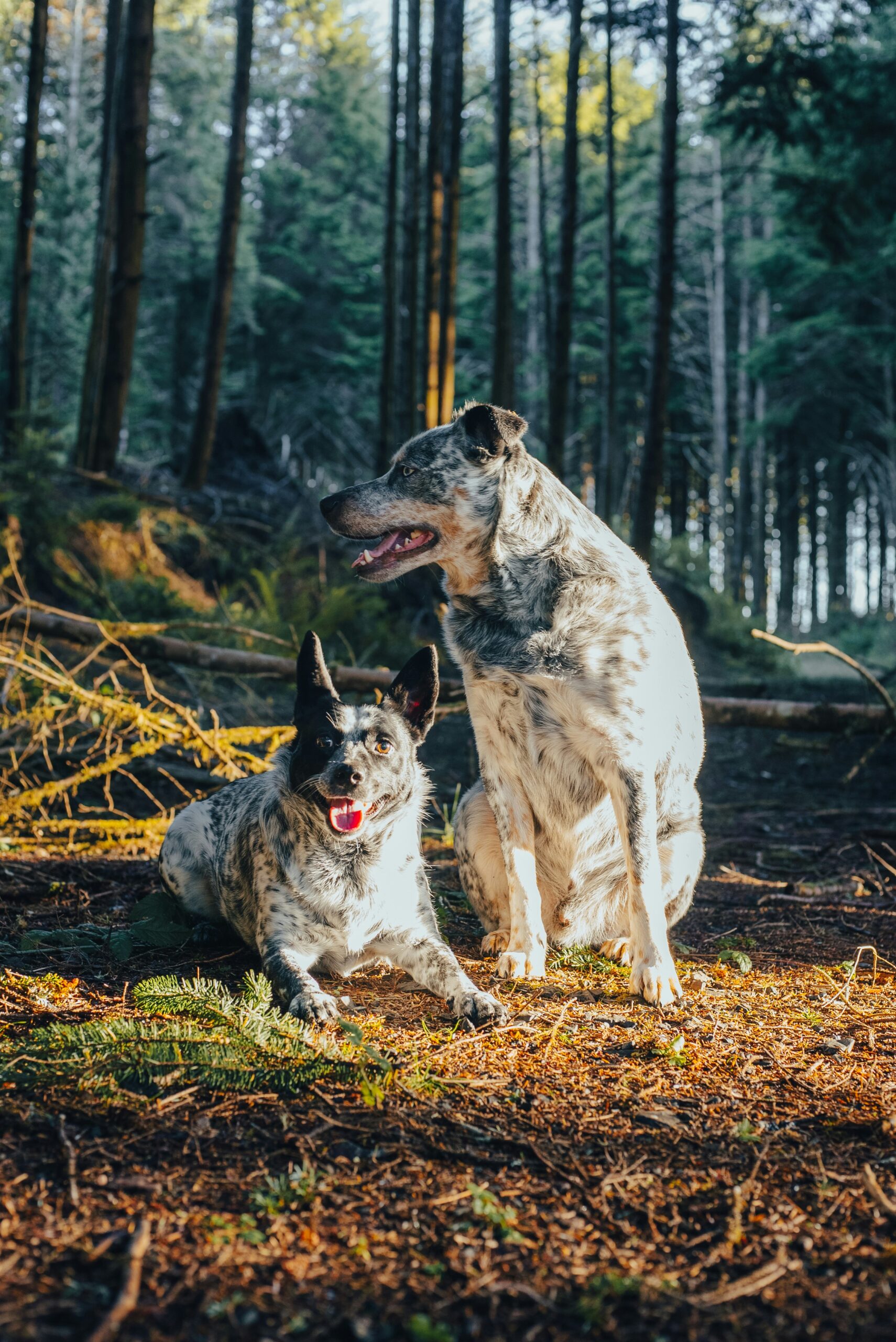 josh hild valimcjicam unsplash