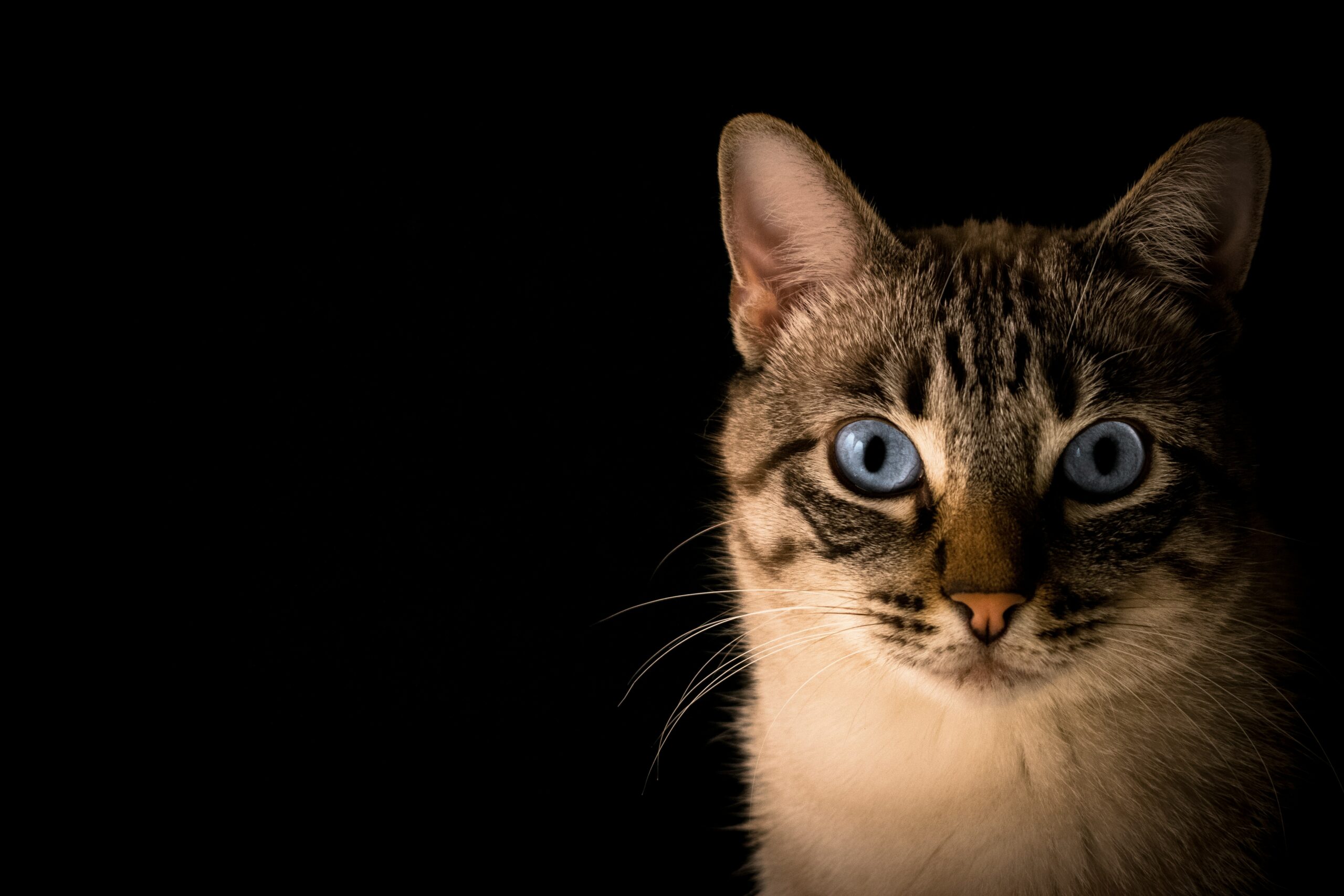 pacto visual cwozonsoh6q unsplash