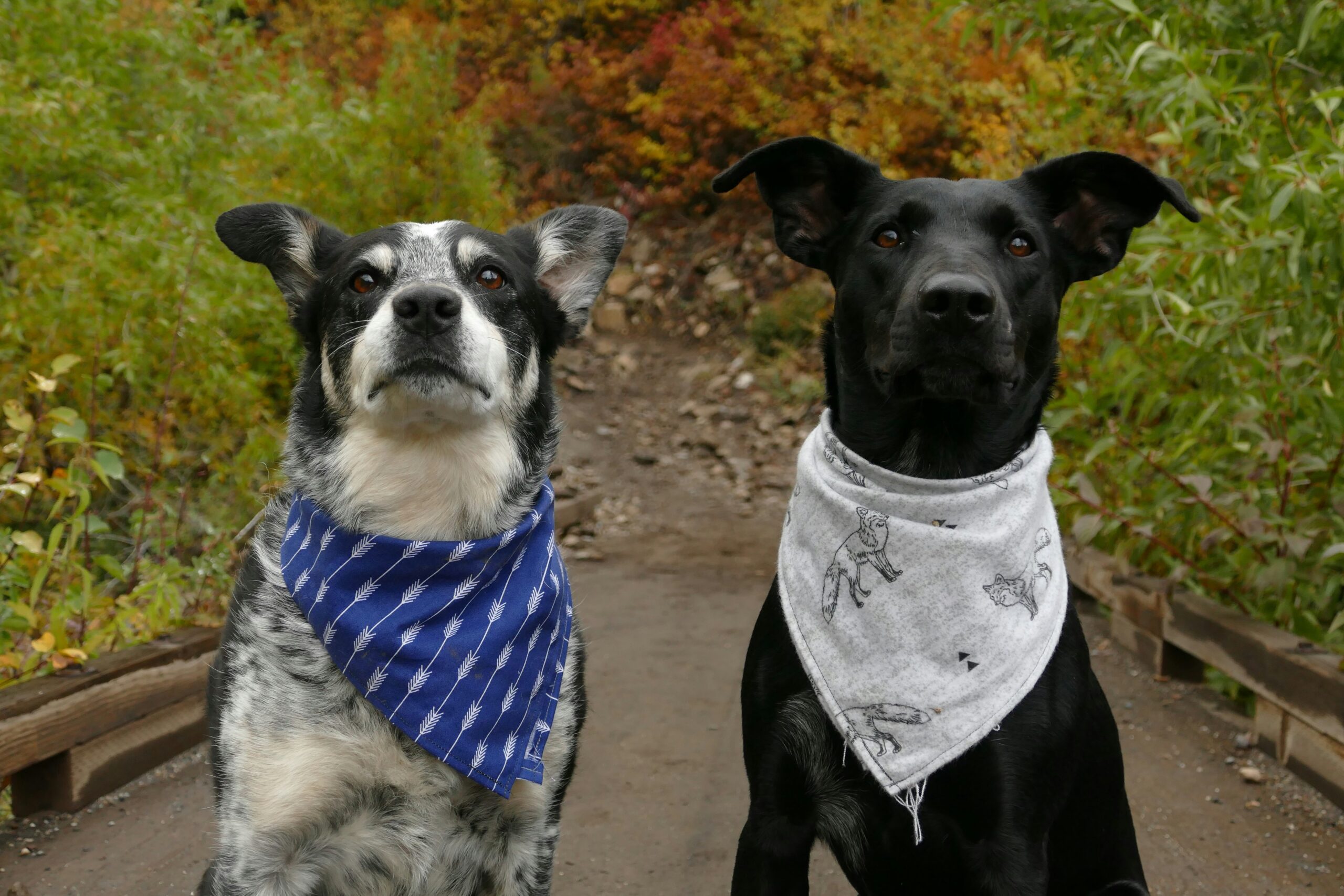 yuki dog begiknc4 zk unsplash